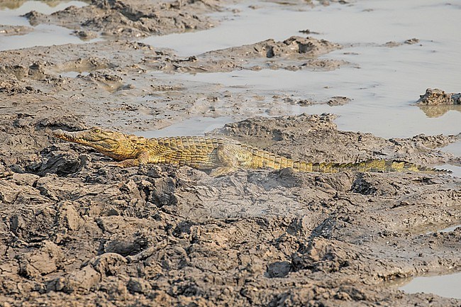 Nile crocodile, Crocodylus niloticus) in Tanzania. stock-image by Agami/Pete Morris,