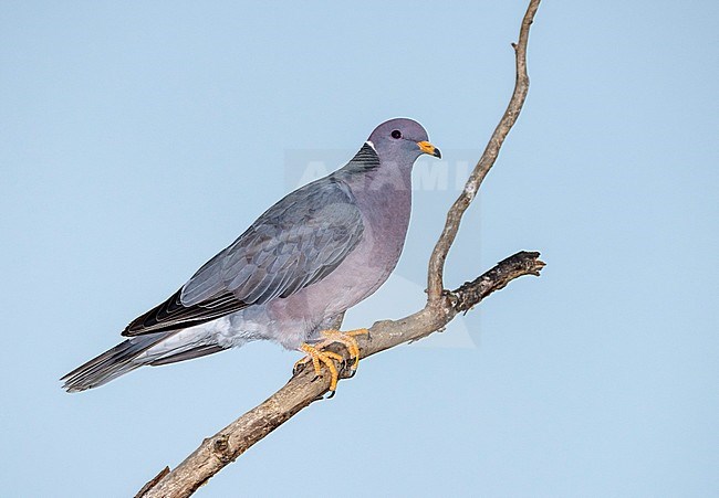 Adult Northern Band-tailed Pigeon (Patagioenas fasciata) in Santa Barbara County, California, United States. stock-image by Agami/Brian E Small,