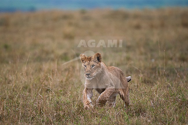 A young male lion, Panthera leo, running in a savanna. Masai Mara National Reserve, Kenya. stock-image by Agami/Sergio Pitamitz,
