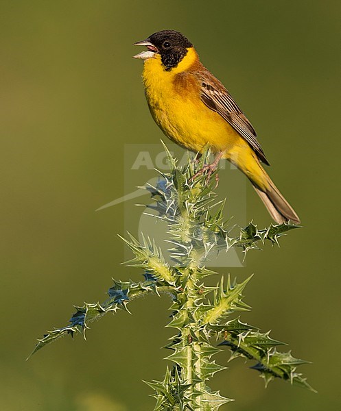 Black-headed Bunting; Emberiza melanocephala stock-image by Agami/Daniele Occhiato,