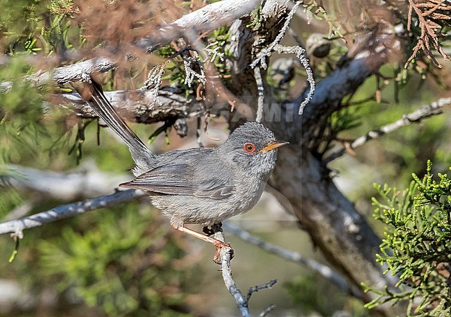 Adult female Balearic Warbler perched on a juniper in Ibiza. July 2016. stock-image by Agami/Vincent Legrand,