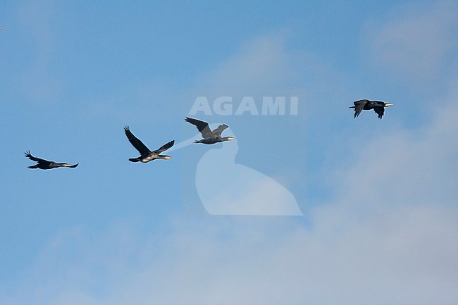 Common Great Cormorant - Kormoran - Phalacrocorax carbo ssp. sinensis, Germany stock-image by Agami/Ralph Martin,