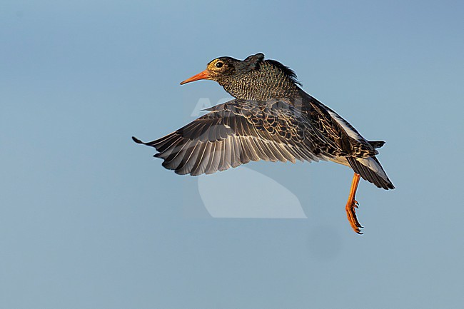 Ruff (Calidris pugnax), side view of an adult male in flight, Finnmark, Norway stock-image by Agami/Saverio Gatto,