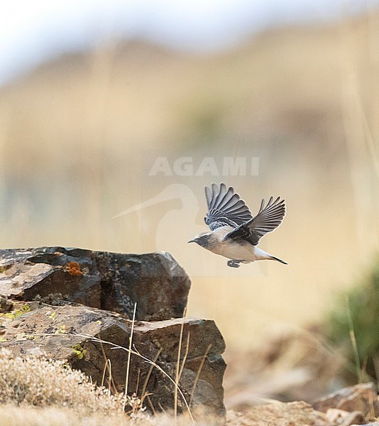 Adult Seebohm’s Wheatear (Oenanthe seebohmi) in autumn plumage. Flying from a rock in the highlands of Morocco during late summer. stock-image by Agami/Marc Guyt,