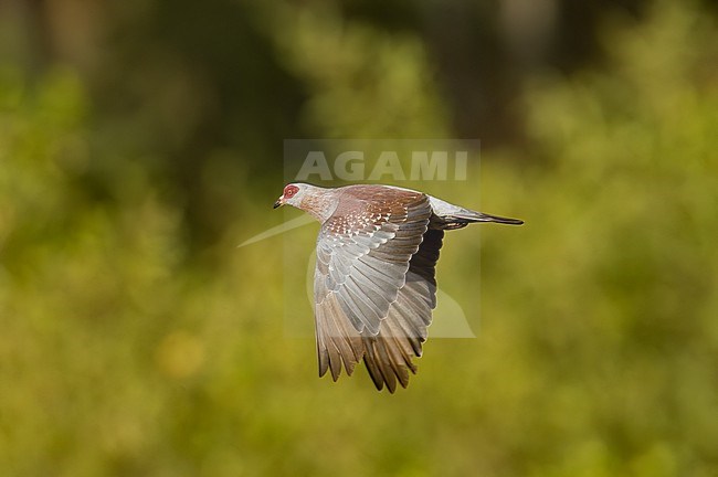An adult Speckled Pigeon (Columba guinea) in flight. Wings seen from above.. Gambia, Africa stock-image by Agami/Markku Rantala,