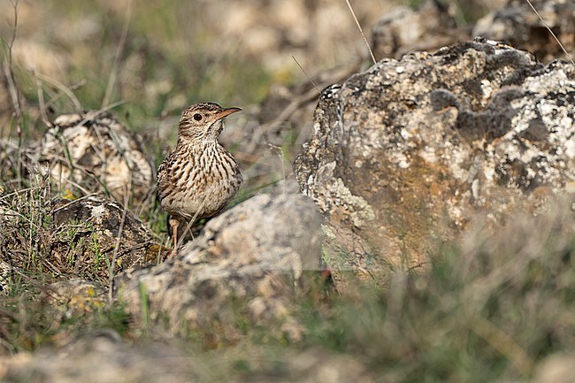 Dupont's Lark (Chersophilus duponti) sitting on the ground in central Spain. stock-image by Agami/Marcel Burkhardt,