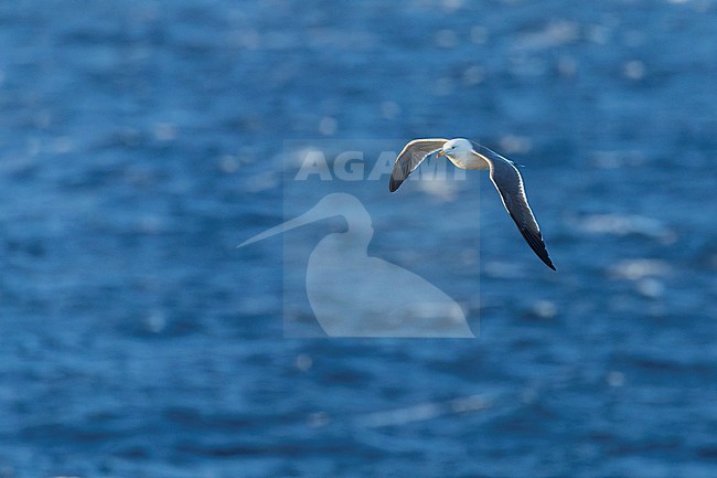 Black-tailed Gull (Larus crassirostris) at sea off Japan. stock-image by Agami/Marc Guyt,