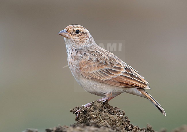 Adult Singing Bush Lark (Mirafra javanica) at Long Waterhole, Winton in Queensland, Australia. Also known as Horsfield's Bush Lark. stock-image by Agami/Aurélien Audevard,