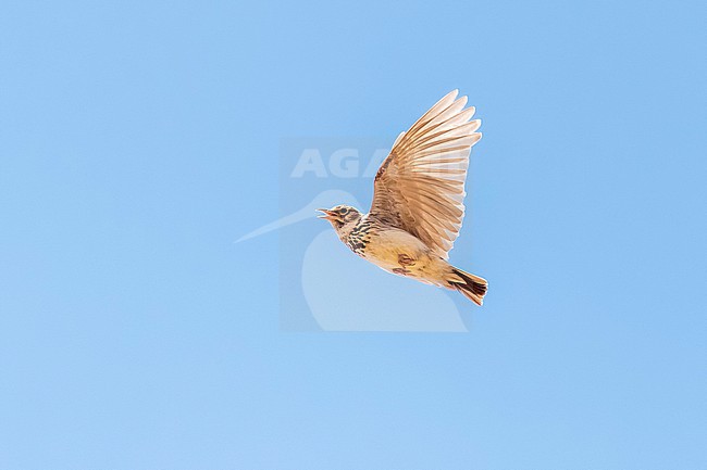 Thekla Lark (Galerida theklae theklae) in flight over Spanish steppes near Belchite. stock-image by Agami/Rafael Armada,