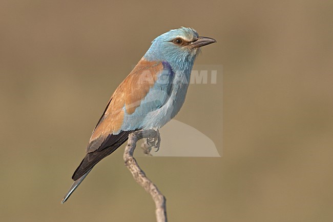 Scharrelaar zittend op tak; European Roller perched on branch stock-image by Agami/Jari Peltomäki,