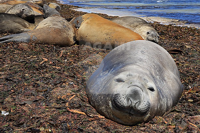 Zuidelijke zeeolifanten ruien in januari en rusten op het strand. In January Southern Sea Lions are moulting and the animals just lay on the beach stock-image by Agami/Jacques van der Neut,