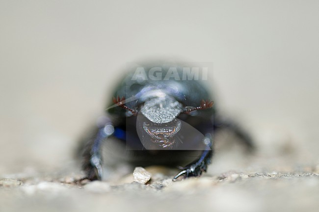 Close up van de kop van een mestkever, Closeup of the head of a dun beetle stock-image by Agami/Rob de Jong,