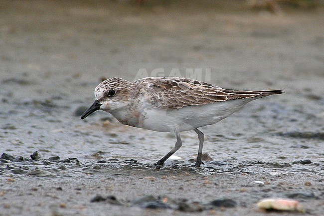 Moulting adult Red-necked Stint (Calidris ruficollis) foraging at the mud flats at Sanyagang, Guangdong, China. stock-image by Agami/Jonathan Martinez,