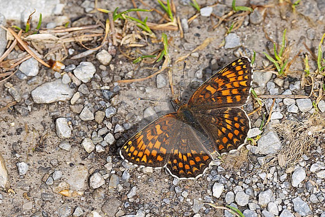 knapweed fritillary (Melitaea phoebe) perching with open wings on the ground stock-image by Agami/Mathias Putze,
