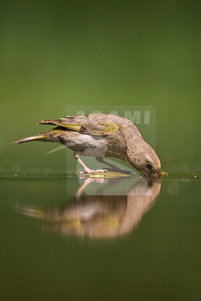 Vrouwtje Groenling drinkende; Female European Greenfinch drinking stock-image by Agami/Marc Guyt,