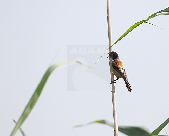 Zwartkopbuidelmees, Black-headed Penduline Tit, Remiz macronyx stock-image by Agami/James Eaton,