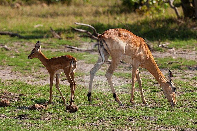 An impala, Aepyceros melampus, and her calf grazing. Khwai Concession Area, Okavango, Botswana. stock-image by Agami/Sergio Pitamitz,