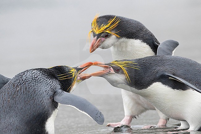 Two Royal Penguins fighting on Buckles Bay beach with one Royal Penguin looking at the scene. Macquarie islands, Australia stock-image by Agami/Marc Guyt,