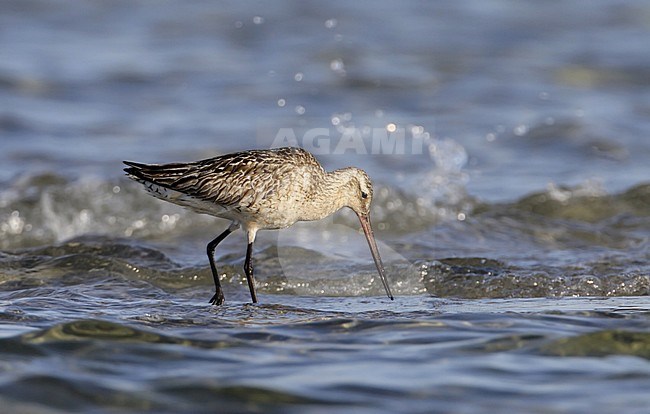 Bar-tailed Godwit (Limosa lapponica) foraging at the beach at Nivå, Denmark. stock-image by Agami/Helge Sorensen,