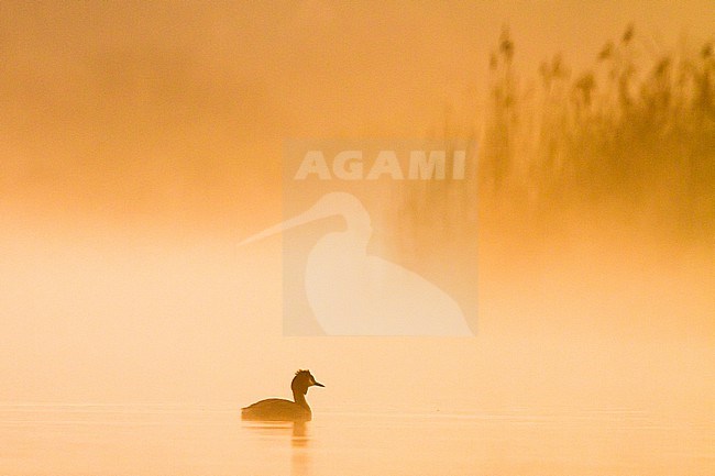 Fuut; Great Crested Grebe; Podiceps cristatu adult on mist lake calling stock-image by Agami/Menno van Duijn,