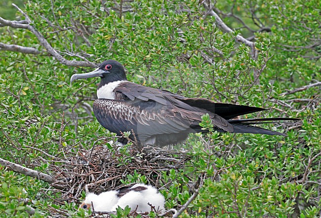 Kleine Fregatvogel op nest, Lesser Frigatebird on nest stock-image by Agami/Pete Morris,
