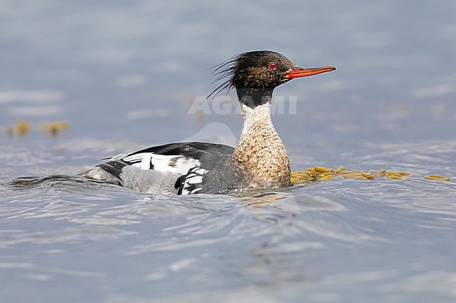 Red-breasted Merganser (Mergus serrator), side view of an adult male swimming in the water, Capital Region, Iceland stock-image by Agami/Saverio Gatto,