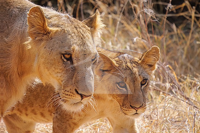 Lion, Panthera Lion. Female and cub walking together. stock-image by Agami/Hans Germeraad,
