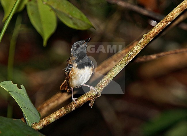 Southern chestnut-tailed antbird (Myrmeciza hemimelaena) a species of bird from the Amazon Rainforest. stock-image by Agami/Andy & Gill Swash ,