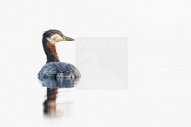 Roodhalsfuut, Red-necked Grebe, Podiceps grisegena stock-image by Agami/Menno van Duijn,