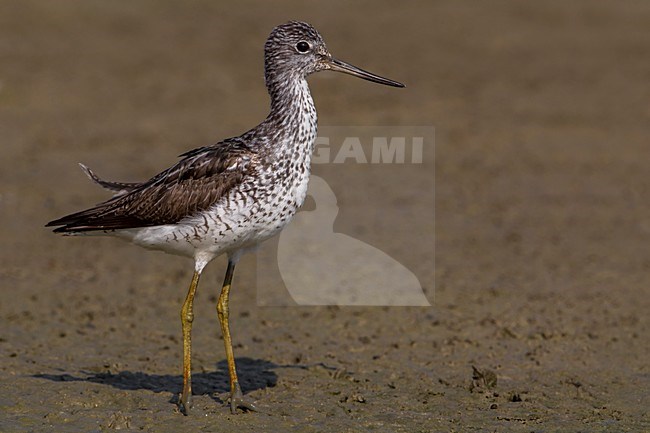 Groenpootruiter, Common Greenshank; Tringa nebularia stock-image by Agami/Daniele Occhiato,