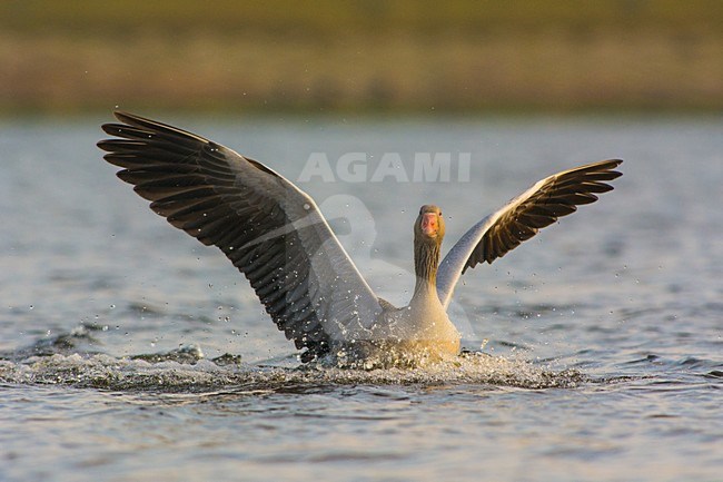 Grauwe Gans landend in water, Greylag Goose landing in water stock-image by Agami/Hans Germeraad,