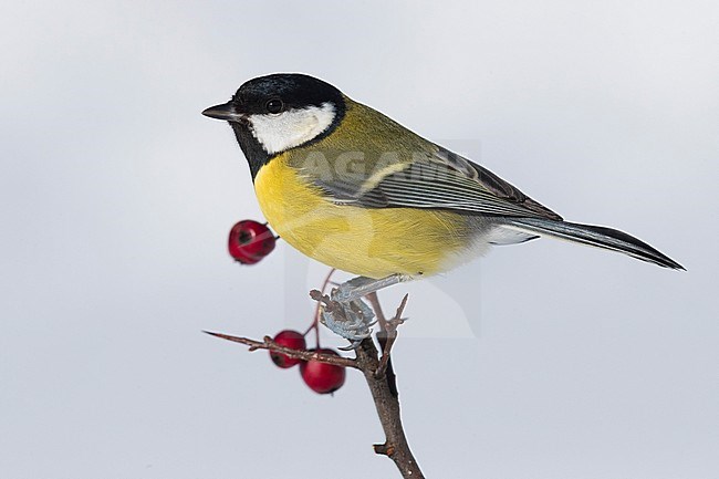 Great Tit (Parus major aphrodite), adult perched on hawthorn branch with berries stock-image by Agami/Saverio Gatto,