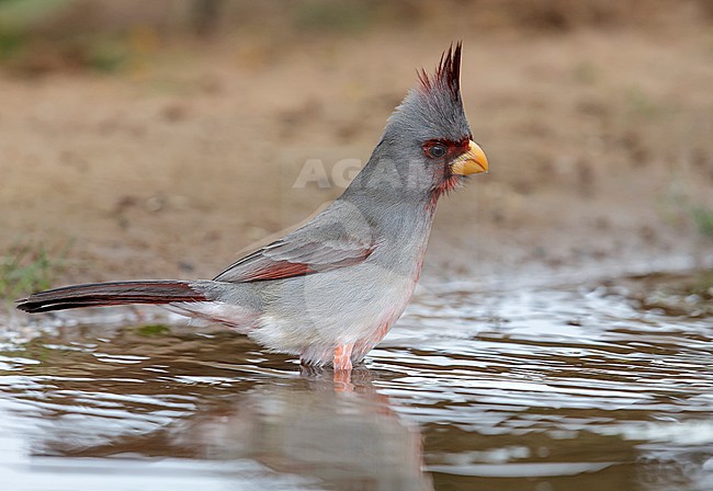 Adult male
Hidalgo Co., TX
February 2014 stock-image by Agami/Brian E Small,