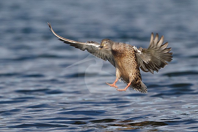 Mallard (Anas platyrhynchos) flying in Victoria, BC, Canada. stock-image by Agami/Glenn Bartley,