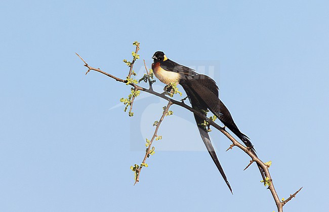 Eastern Paradise Whydah (Vidua paradisaea) in Tsavo West NP. stock-image by Agami/David Monticelli,