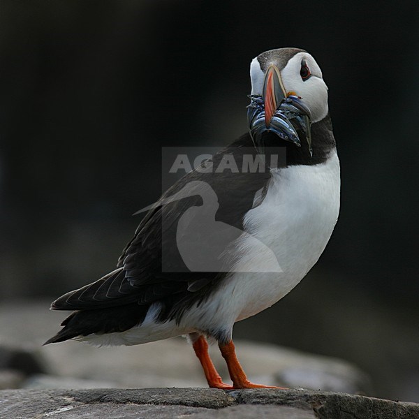 Atlantic Puffin; Papegaaiduiker stock-image by Agami/Bas Haasnoot,