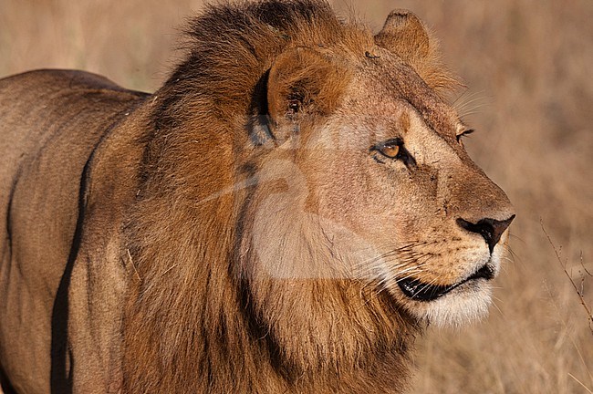 Close up portrait of a male lion, Panthera leo. Chief Island, Moremi Game Reserve, Okavango Delta, Botswana. stock-image by Agami/Sergio Pitamitz,