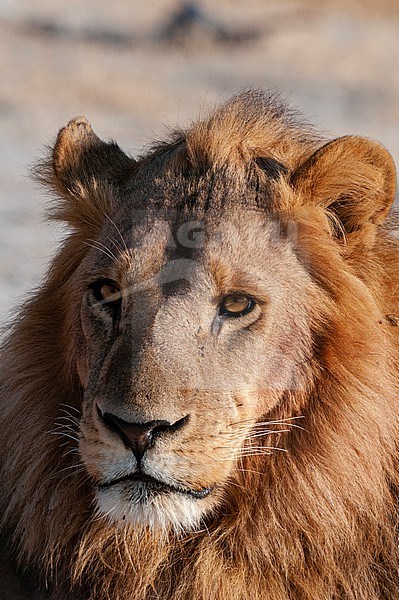 A close up portrait of a male lion, Panthera leo. Chief Island, Moremi Game Reserve, Okavango Delta, Botswana. stock-image by Agami/Sergio Pitamitz,