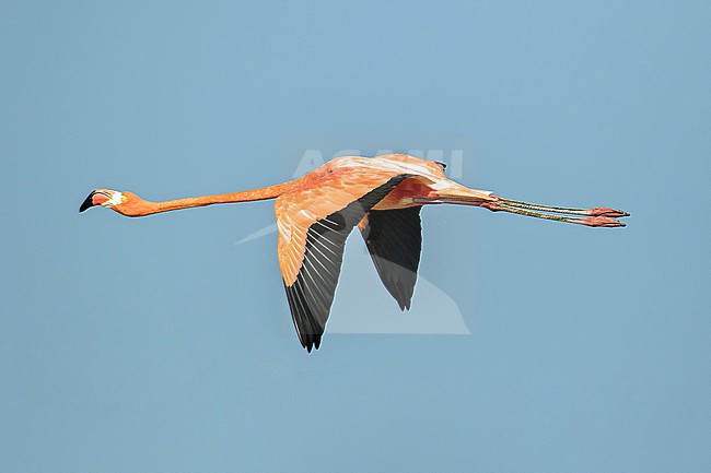 American Flamingo (Phoenicopterus ruber ) in Colombia. stock-image by Agami/Pete Morris,
