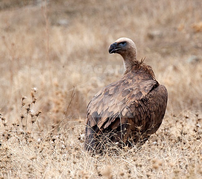 Vale Gier in gras; Griffon Vulture perched in gras stock-image by Agami/Roy de Haas,