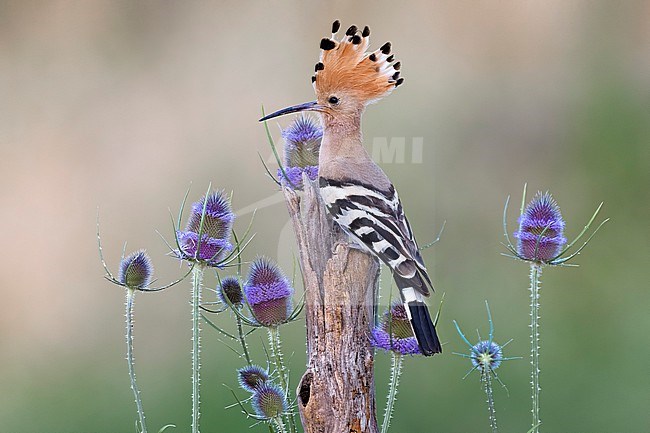 Eurasian Hoopoe (Upupa epops) in Italy. stock-image by Agami/Daniele Occhiato,