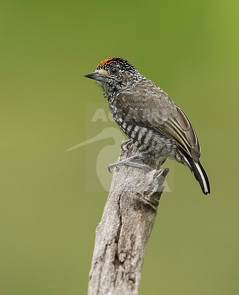 A male of the endemic Speckle-chested Piculet (Picumnus steindachneri) perched on top of a branch in Amazonas, Peru, South America. stock-image by Agami/Steve Sánchez,