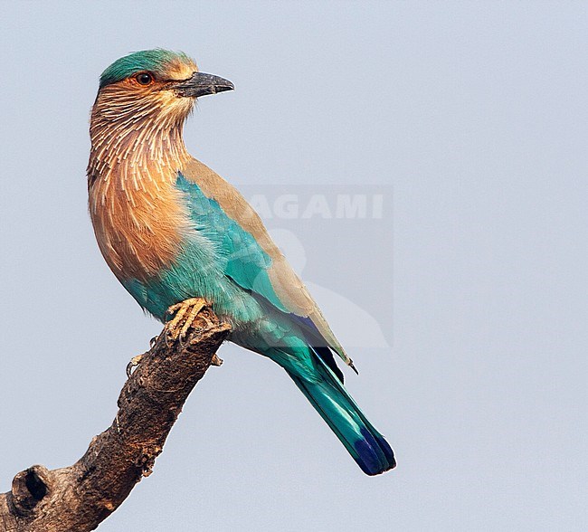 Adult Indian roller (Coracias benghalensis) perched on an exposed dead branch. Looking alert around. stock-image by Agami/Marc Guyt,
