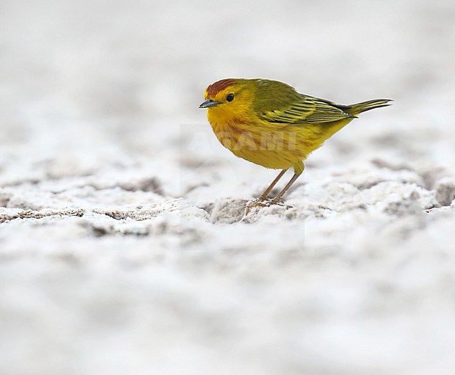 Adult Galapagos Mangrove Warbler, Setophaga petechia aureola, on the Galapagos islands, Ecuador. Standing on the ground. stock-image by Agami/Dani Lopez-Velasco,