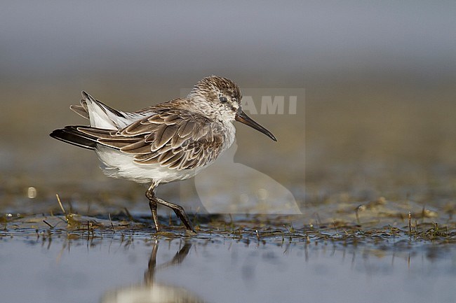 Broad-billed Sandpiper - SumpflÃ¤ufer - Limicola falcinellus, Oman, 2nd cy stock-image by Agami/Ralph Martin,