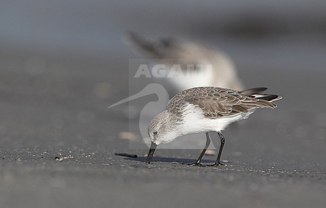 Adult Western Sandpiper (Calidris mauri) in winter plumage foraging on the beach at Stone Harbor, New Jersey, USA. stock-image by Agami/Helge Sorensen,