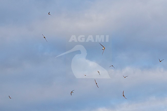 Alpine Swift - Alpensegler - Tachymarptis melba ssp. melba, Germany, adult stock-image by Agami/Ralph Martin,