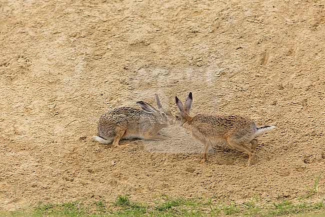 European Hares (Lepus europaeus) kissing on sandy hill in Hungary. stock-image by Agami/Marc Guyt,