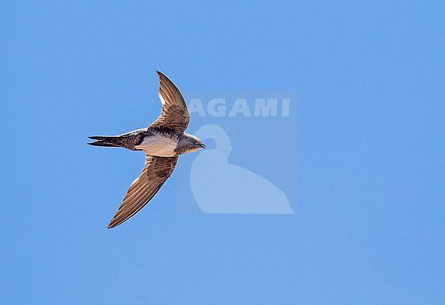 Wintering Alpine Swift (Apus melba) in South Africa. stock-image by Agami/Pete Morris,