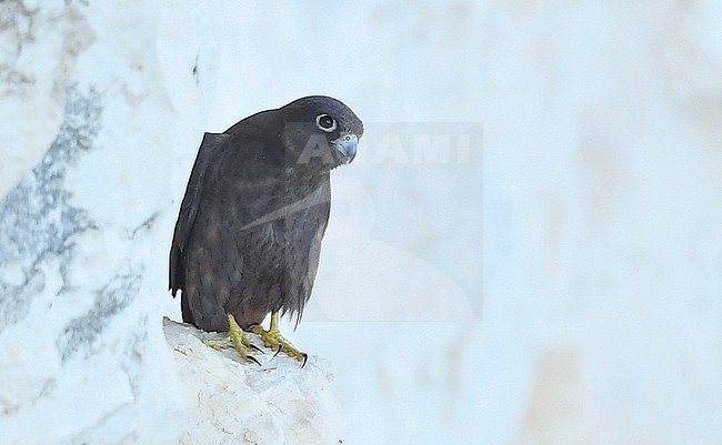 Falco eleonorae, Eleonora's Falcon stock-image by Agami/Eduard Sangster,
